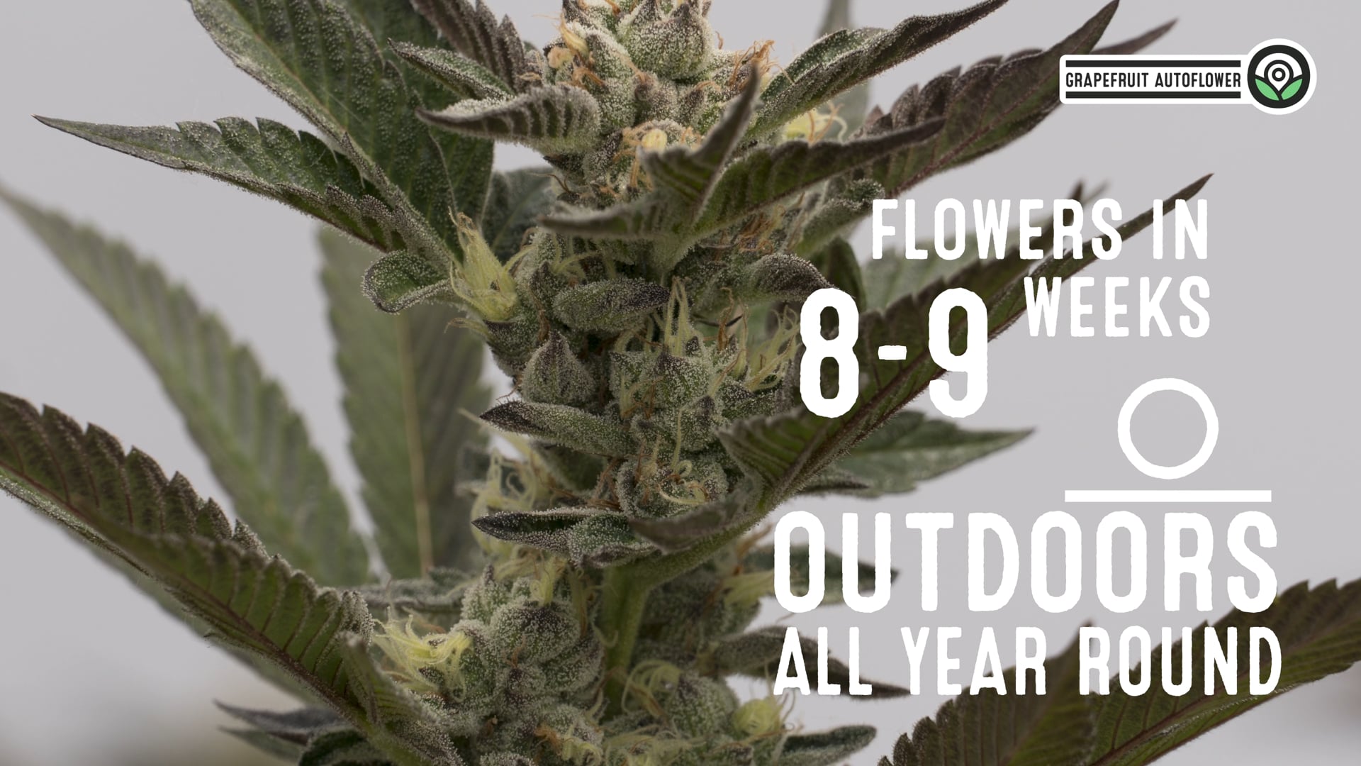 Grapefruit Autoflower Cannabis Seeds