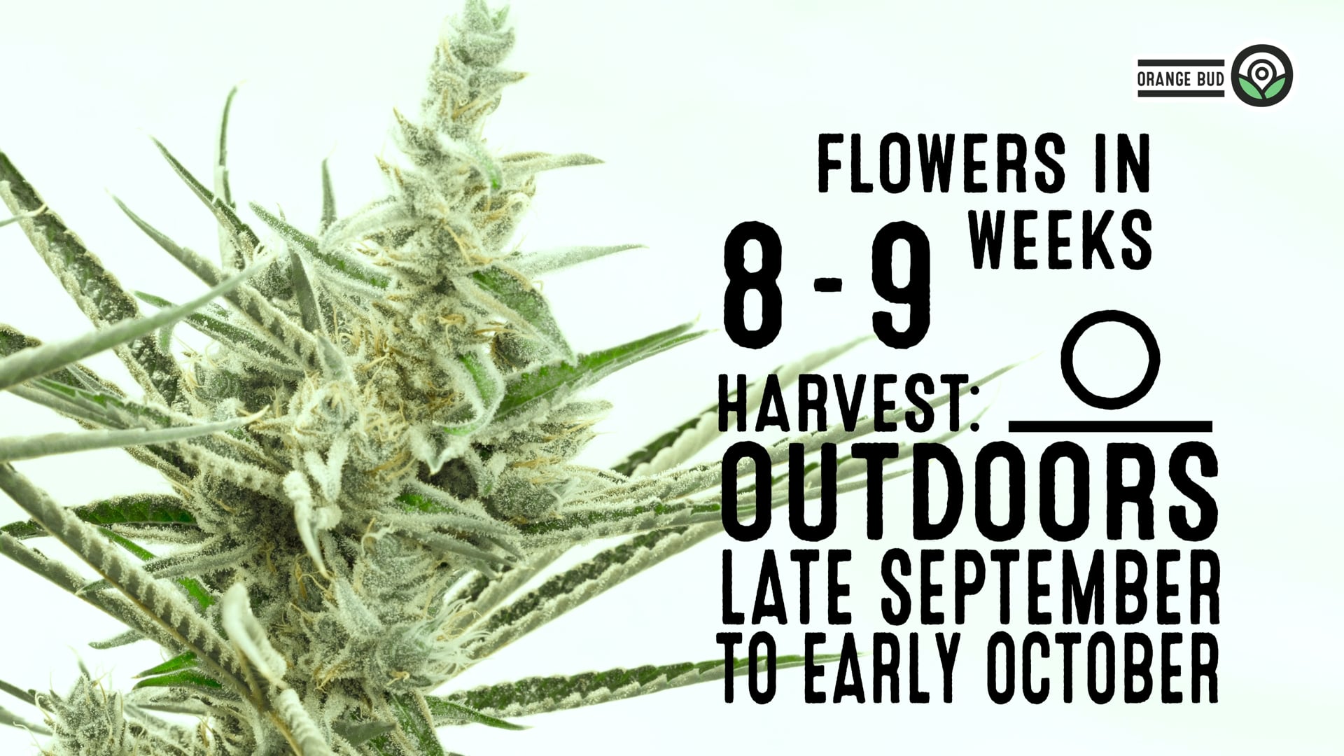 Orange Bud Feminized Cannabis Seeds