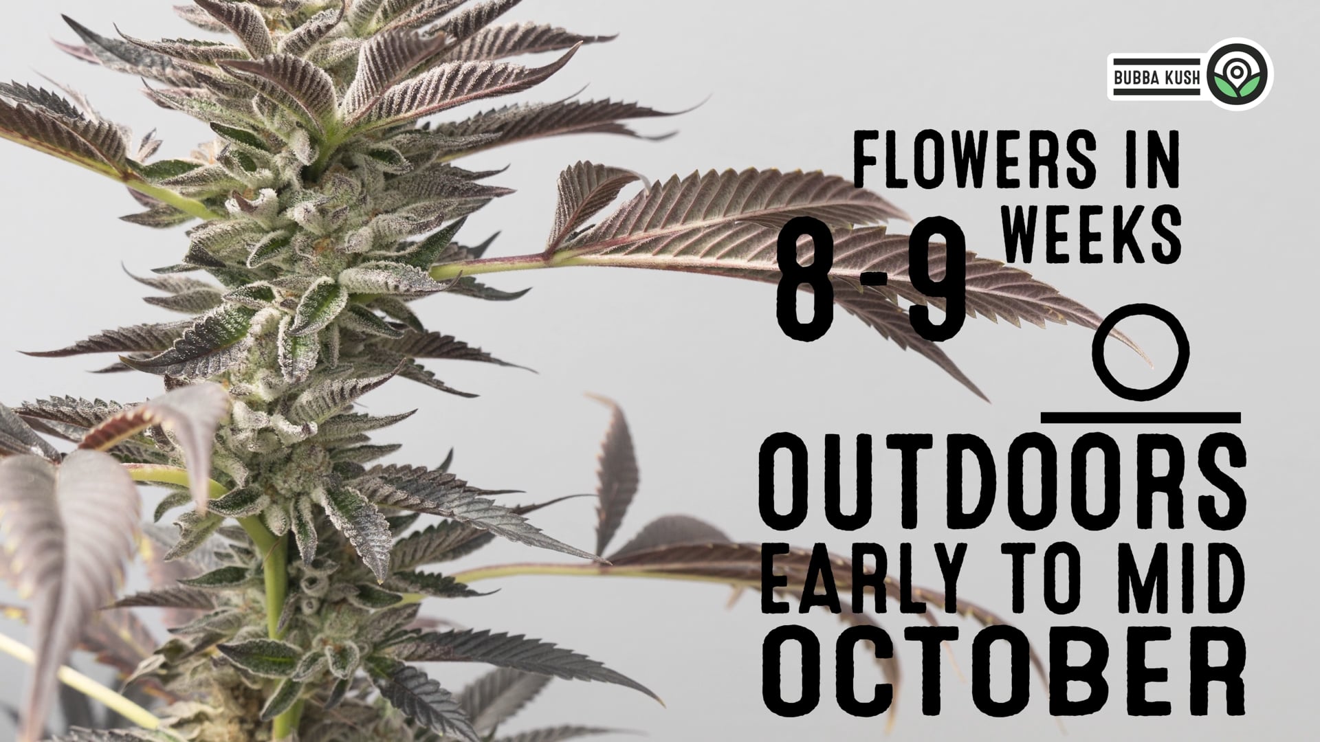 Bubba Kush Feminized Cannabis Seeds