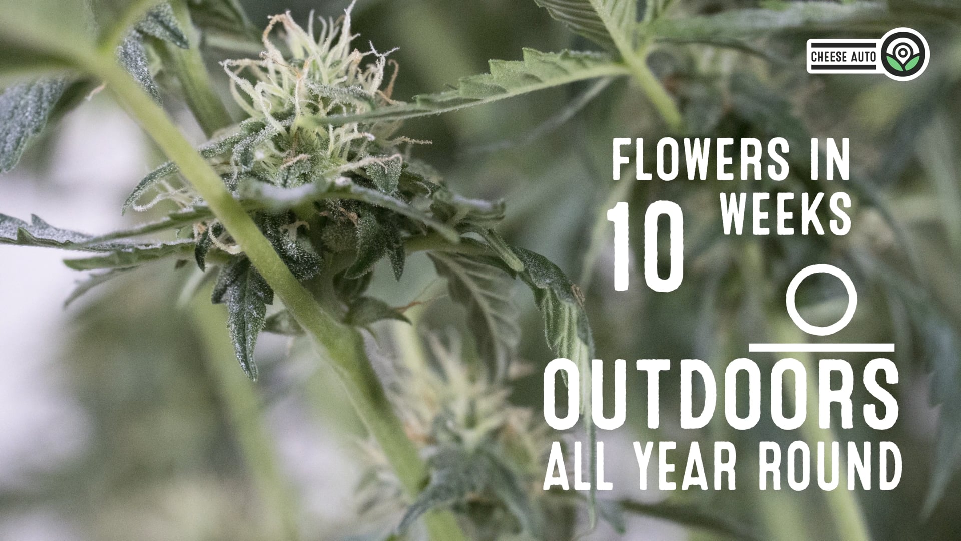 Cheese Autoflower Cannabis Seeds