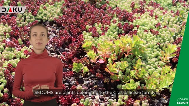 DAKU SEDUM