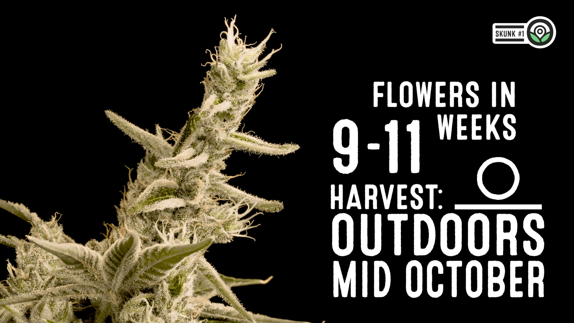 Skunk #1 Feminized Cannabis Seeds