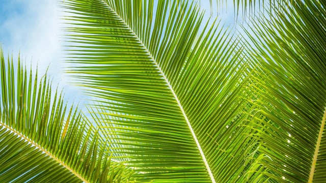 Sunny Palm Trees