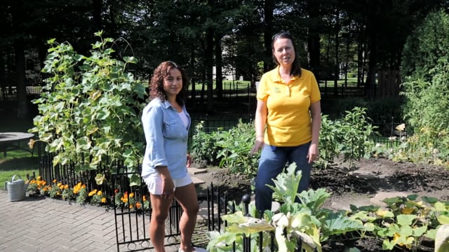 Mid Summer Vegetable Garden Tour