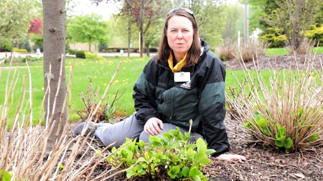 How to Prune and Fertilize a Macrophylla Hydrangea