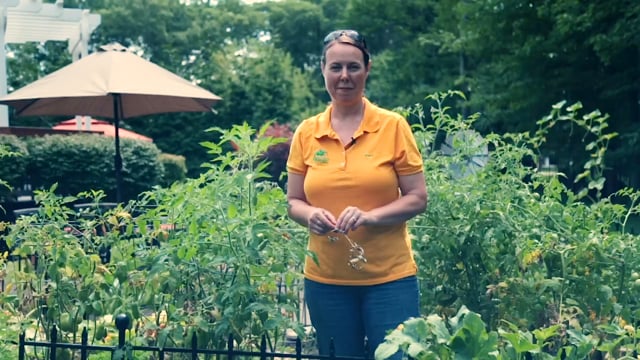 How to Treat Blossom End Rot and Prune Suckers on Tomatoes