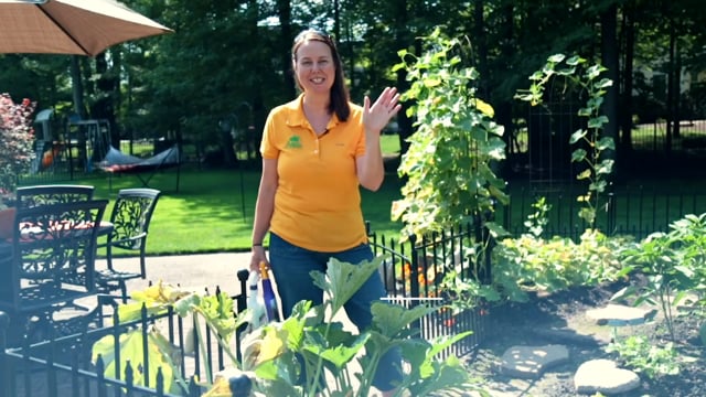 How To Prevent, Treat, and Cure Powdery Mildew In Your Vegetable Garden