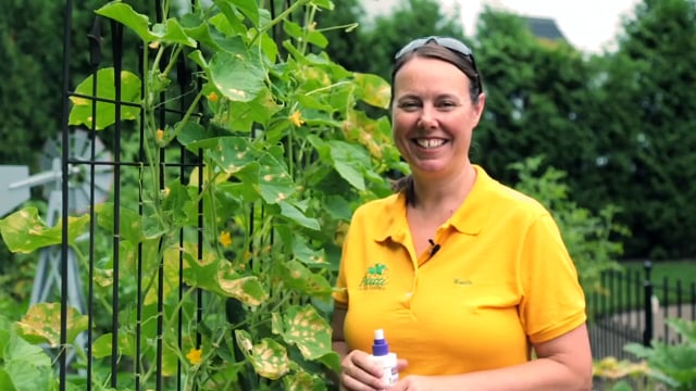 How to Pollinate Cucumbers