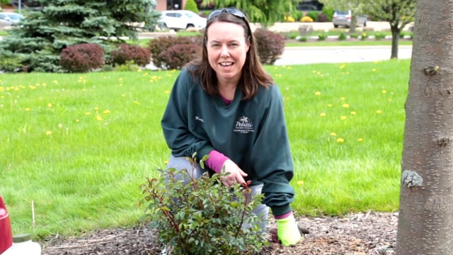 How to Plant a Shrub