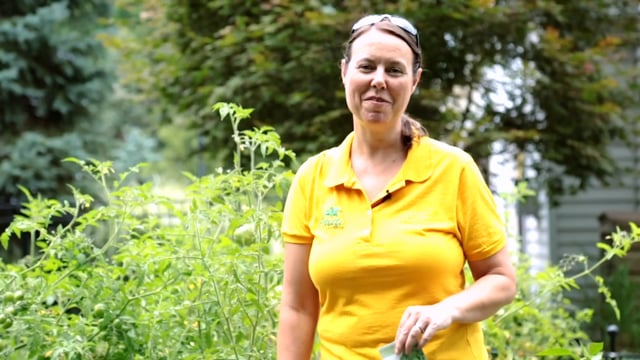 Planting Late Summer Cold Crops in the Garden