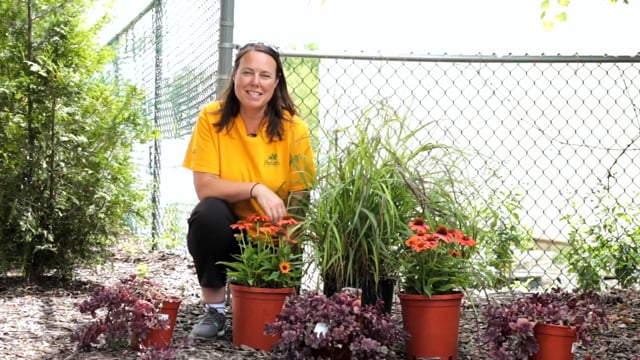 Late Summer Perennial Color & Ornamental Grasses
