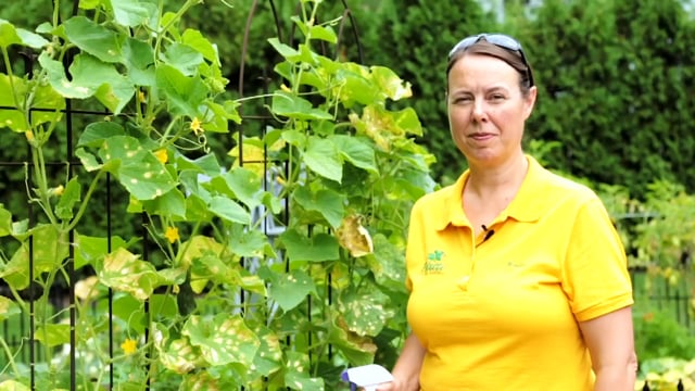 Why Use Neem Oil To Treat Insects, Fungus, and Mites In Your Vegetable Garden