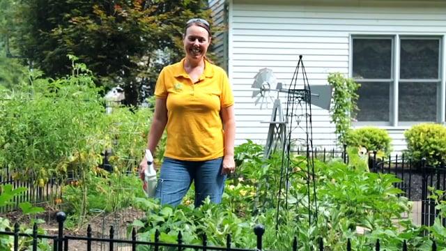 How to Stop Insects From Eating Leaves In Your Vegetable Garden