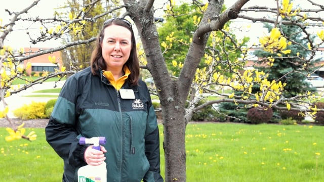 How to Control Lichen on Trees