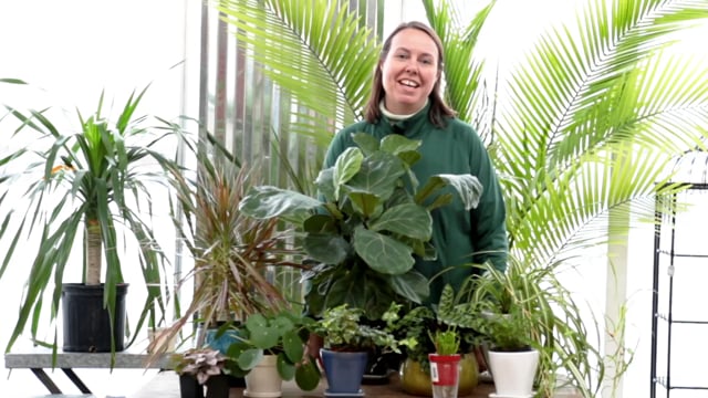 Medium Light Houseplants