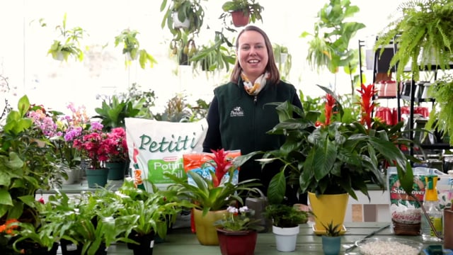 Houseplant Watering 101