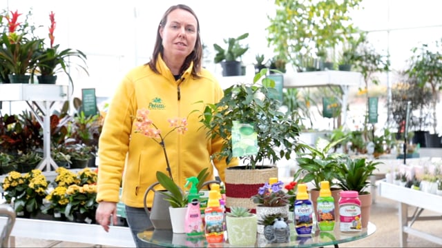 How to Fertilize Houseplants