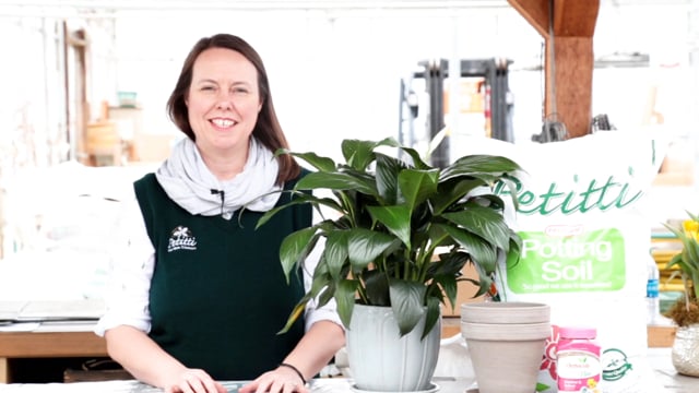 How to Divide and Transplant Houseplants
