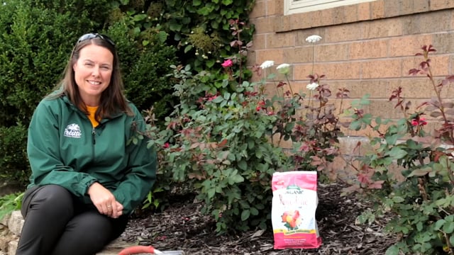 Late Summer Rose Care