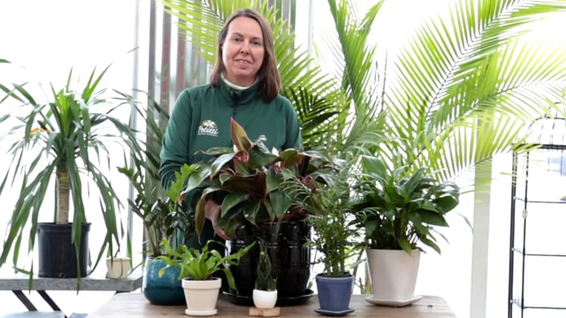 Low Light Houseplants