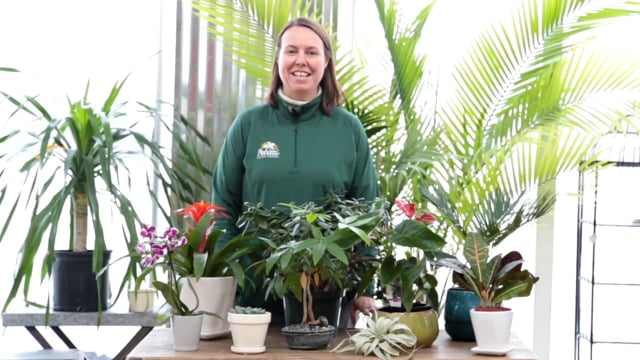 Bright Light Houseplants