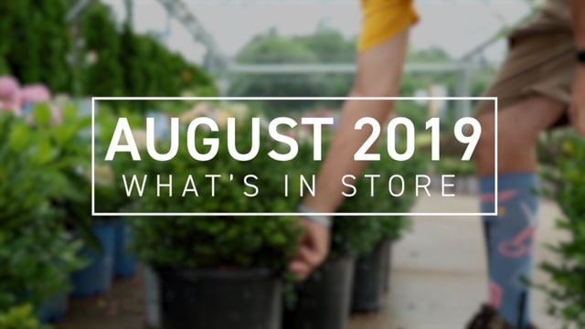 What’s In Store August 2019