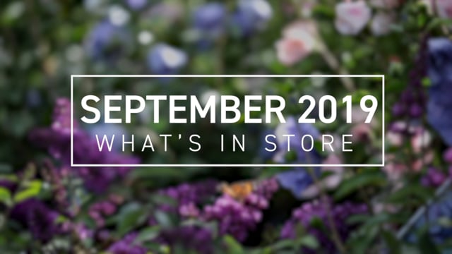 What’s In Store September 2019