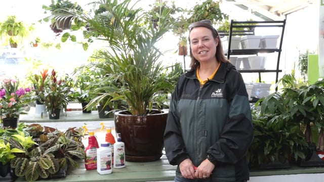 How to Transition Houseplants Indoors for the Winter