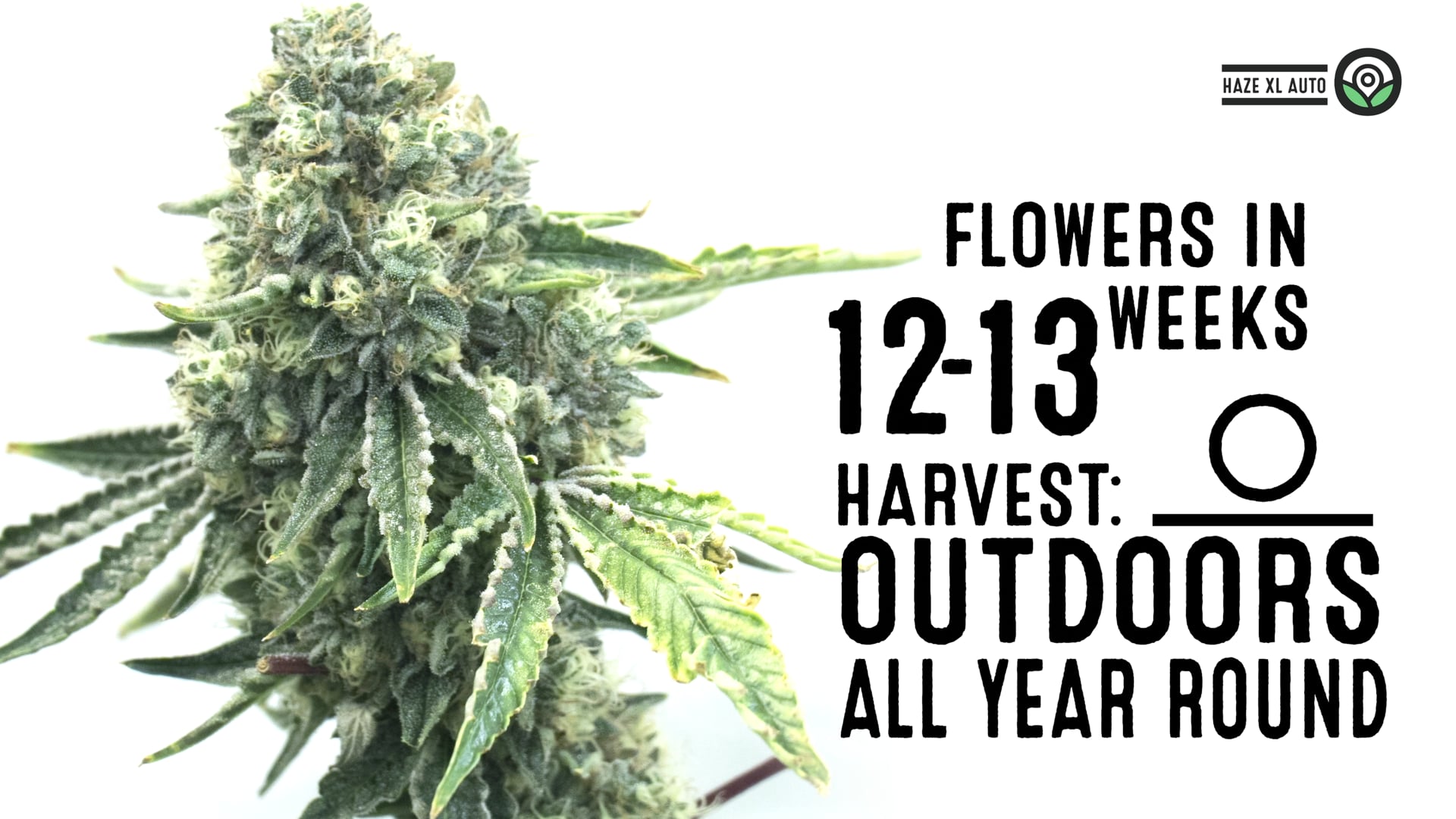 Haze XL Autoflower Cannabis Seeds