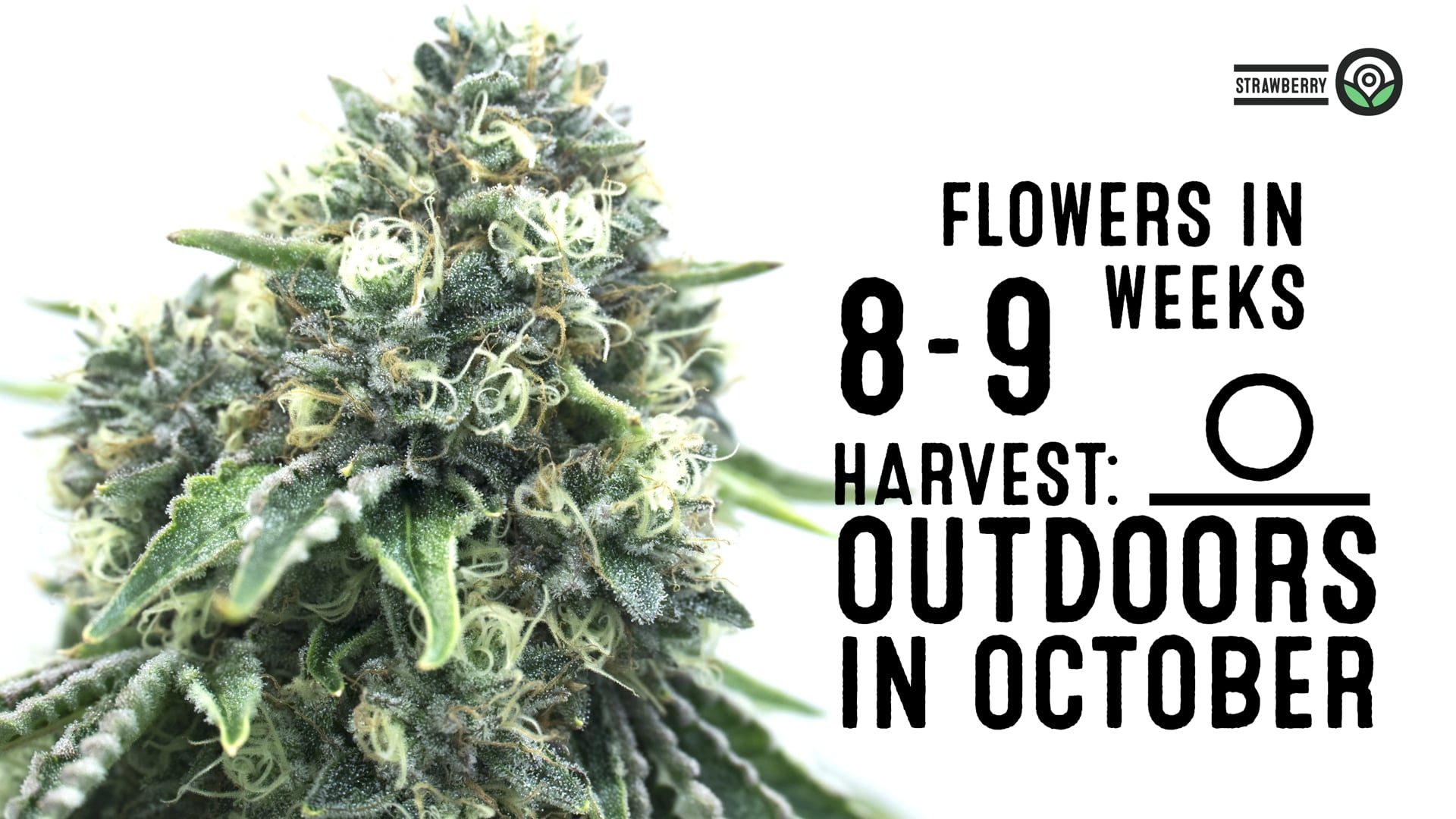 Strawberry Feminized Cannabis Seeds