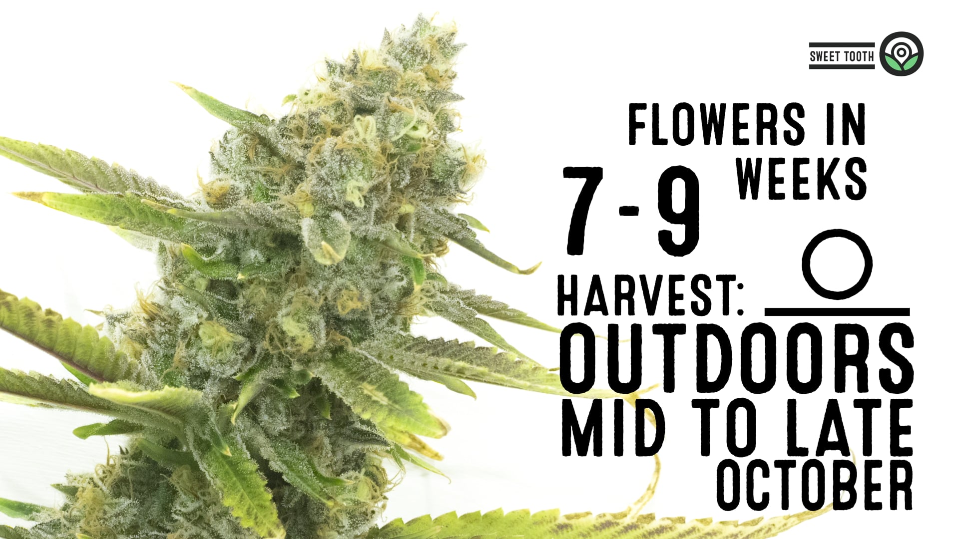 Sweet Tooth Feminized Cannabis Seeds