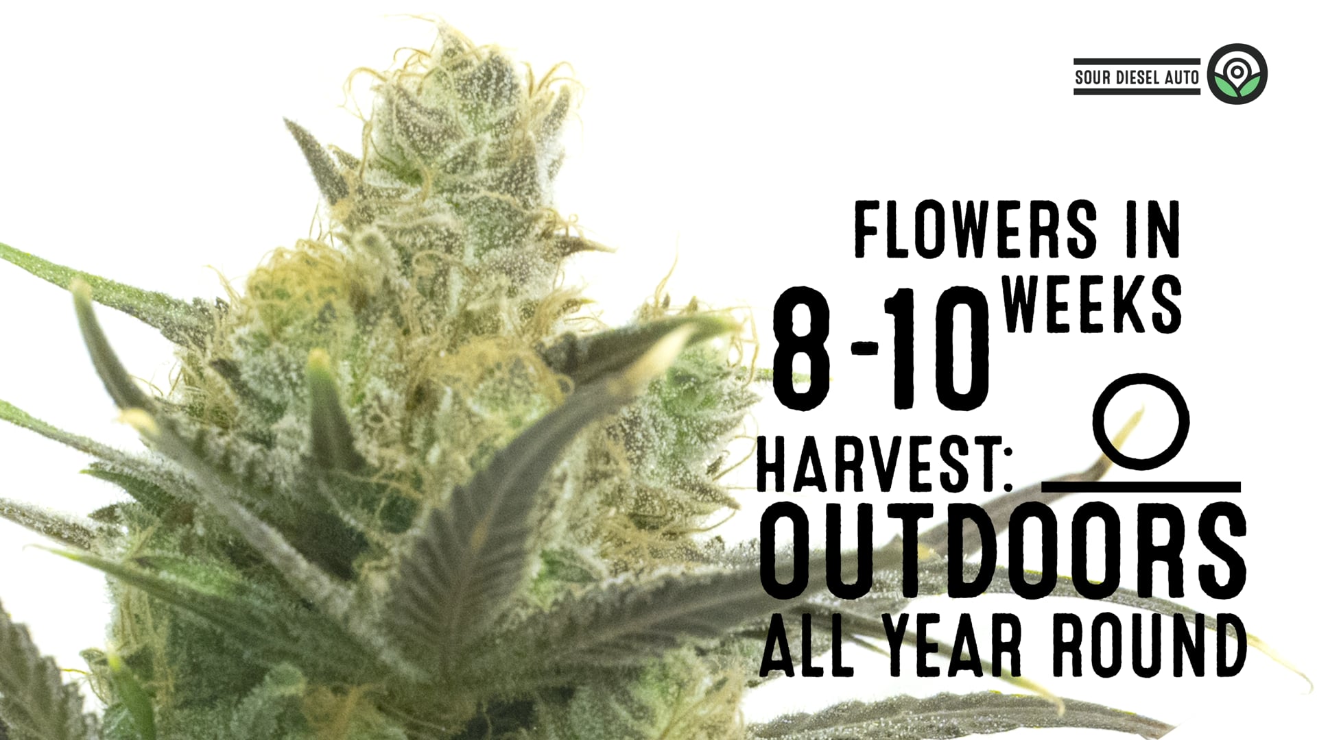 Sour Diesel Autoflower Cannabis Seeds