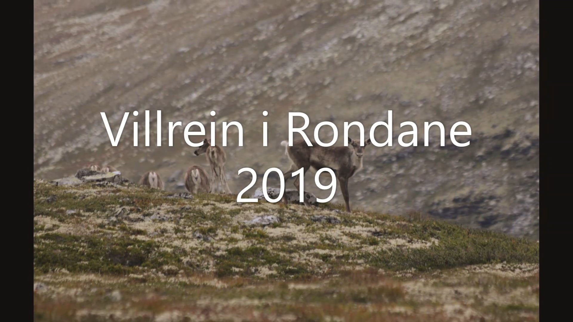 Villrein I Rondane 2019 On Vimeo