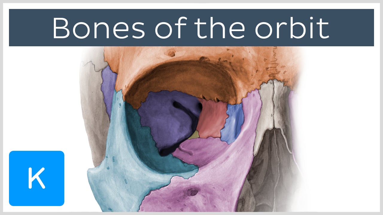 diagram eye socket bone