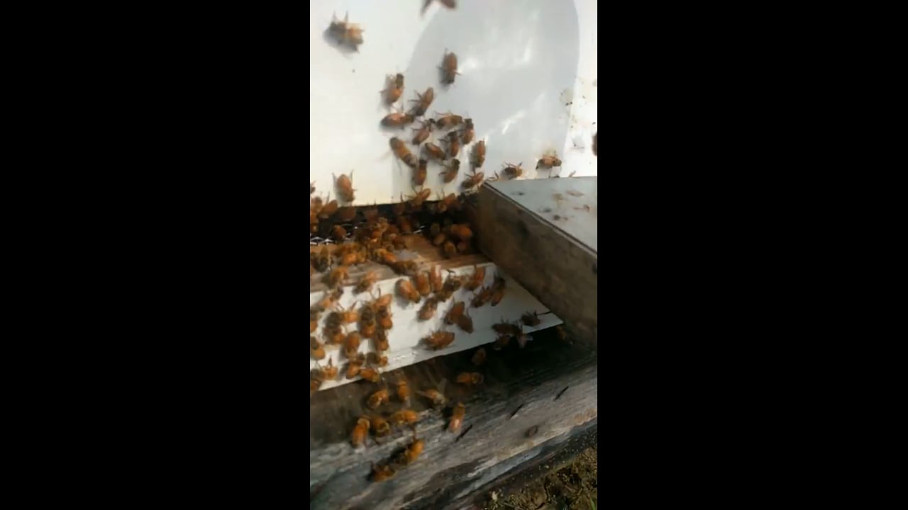 Gentle Honeybees