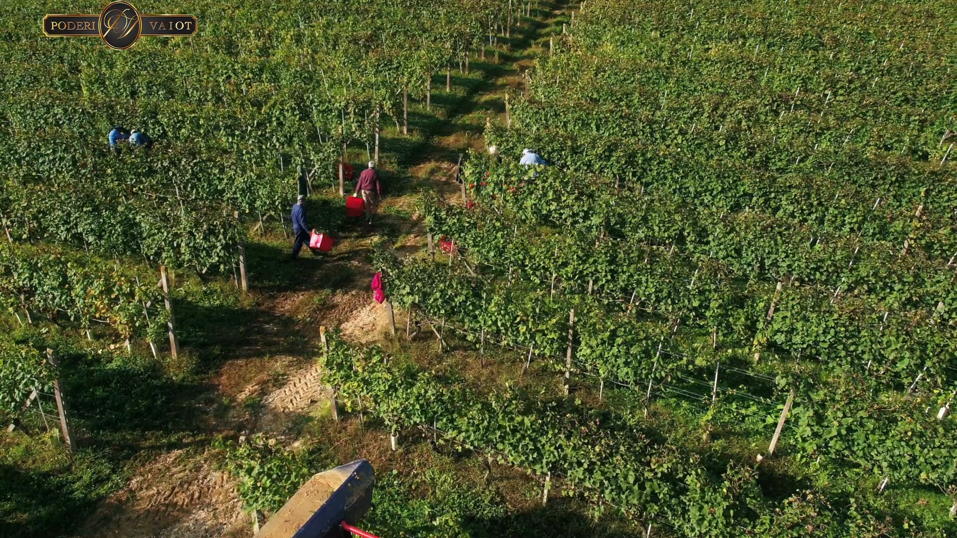 LA VENDEMMIA 2019 | EP. #1  CON WALTER