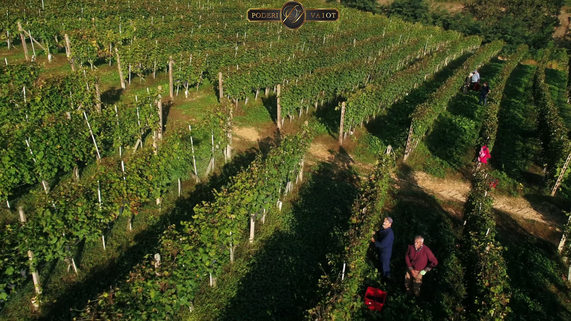 LA VENDEMMIA 2019 | EP. #3