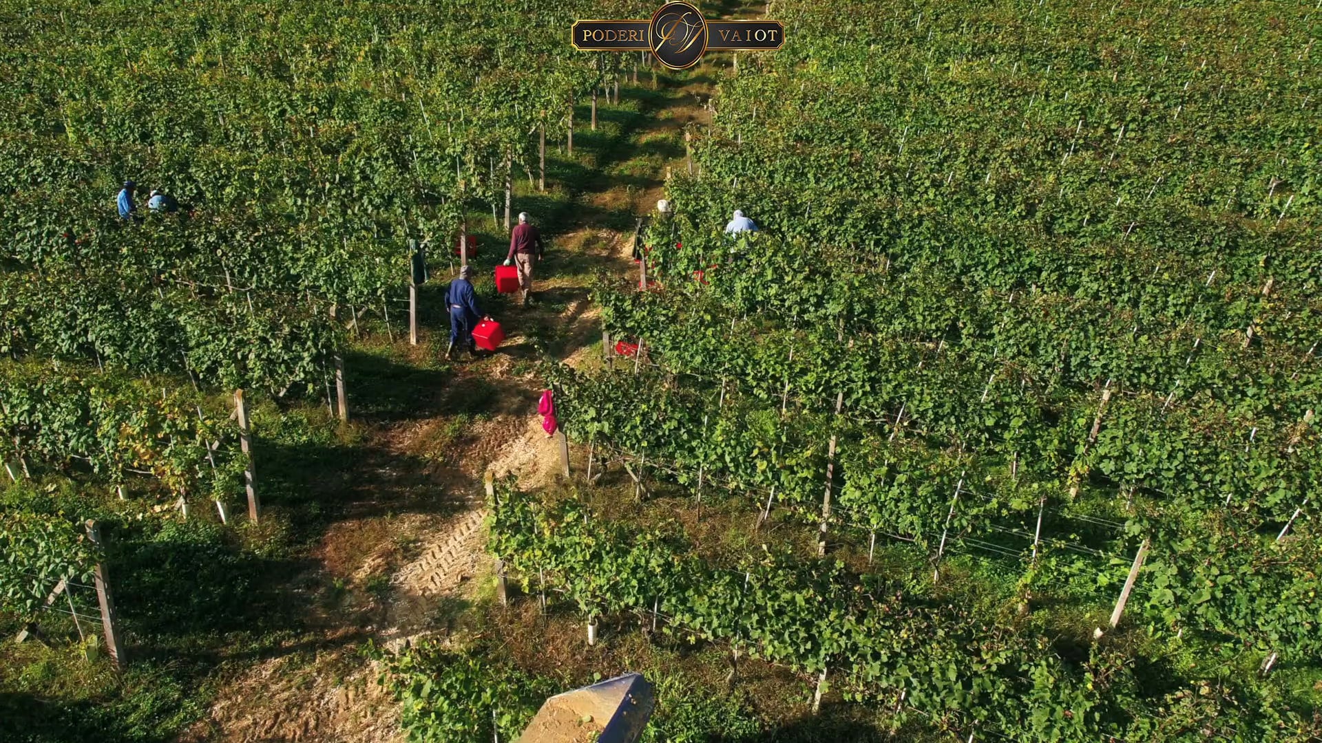 LA VENDEMMIA 2019 | EP. #4