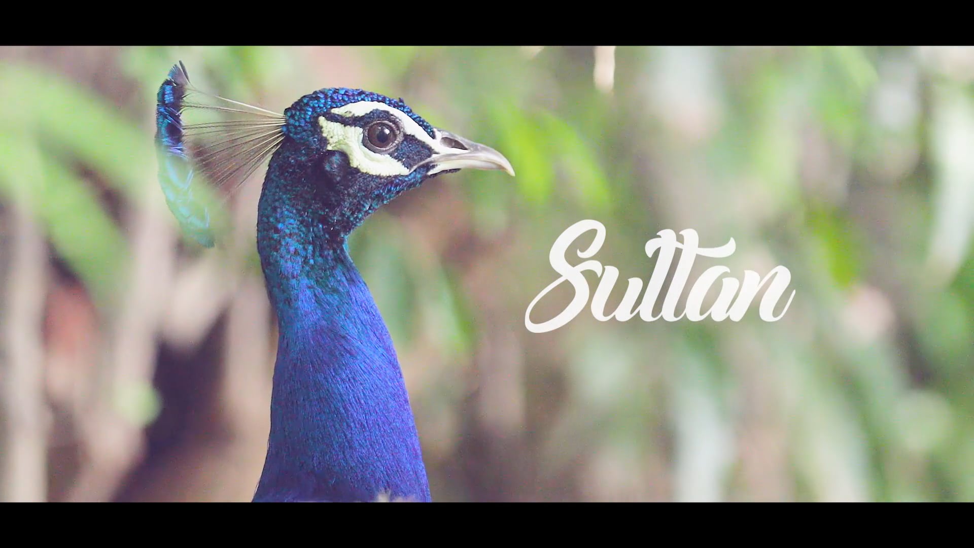 Sultan