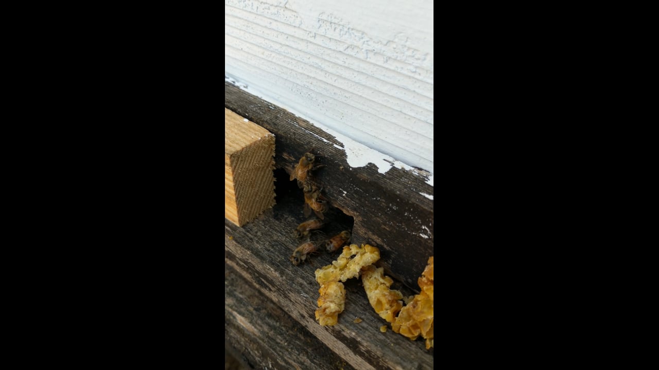 Hive 1 honeybees enjoy gift of leftover beeswax for comb renewal