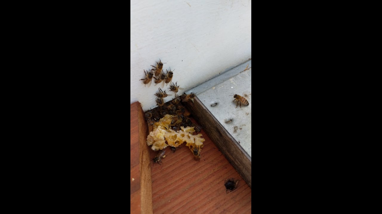 Rescuing a Swarm of Honeybees - 6 weeks in