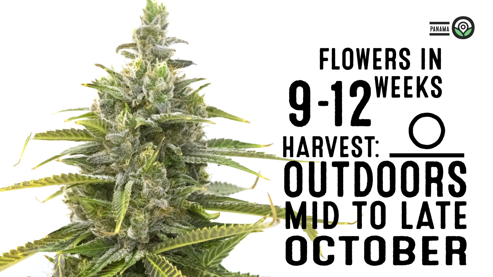 Panama Feminized Cannabis Seeds