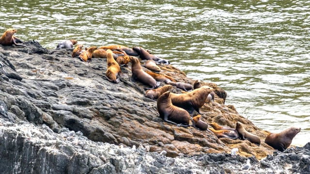 Sea Lions at Coastal Oregon