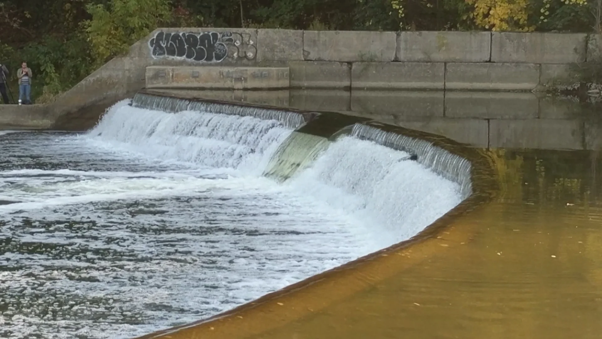 Salmon jumping up the Humber River on Vimeo