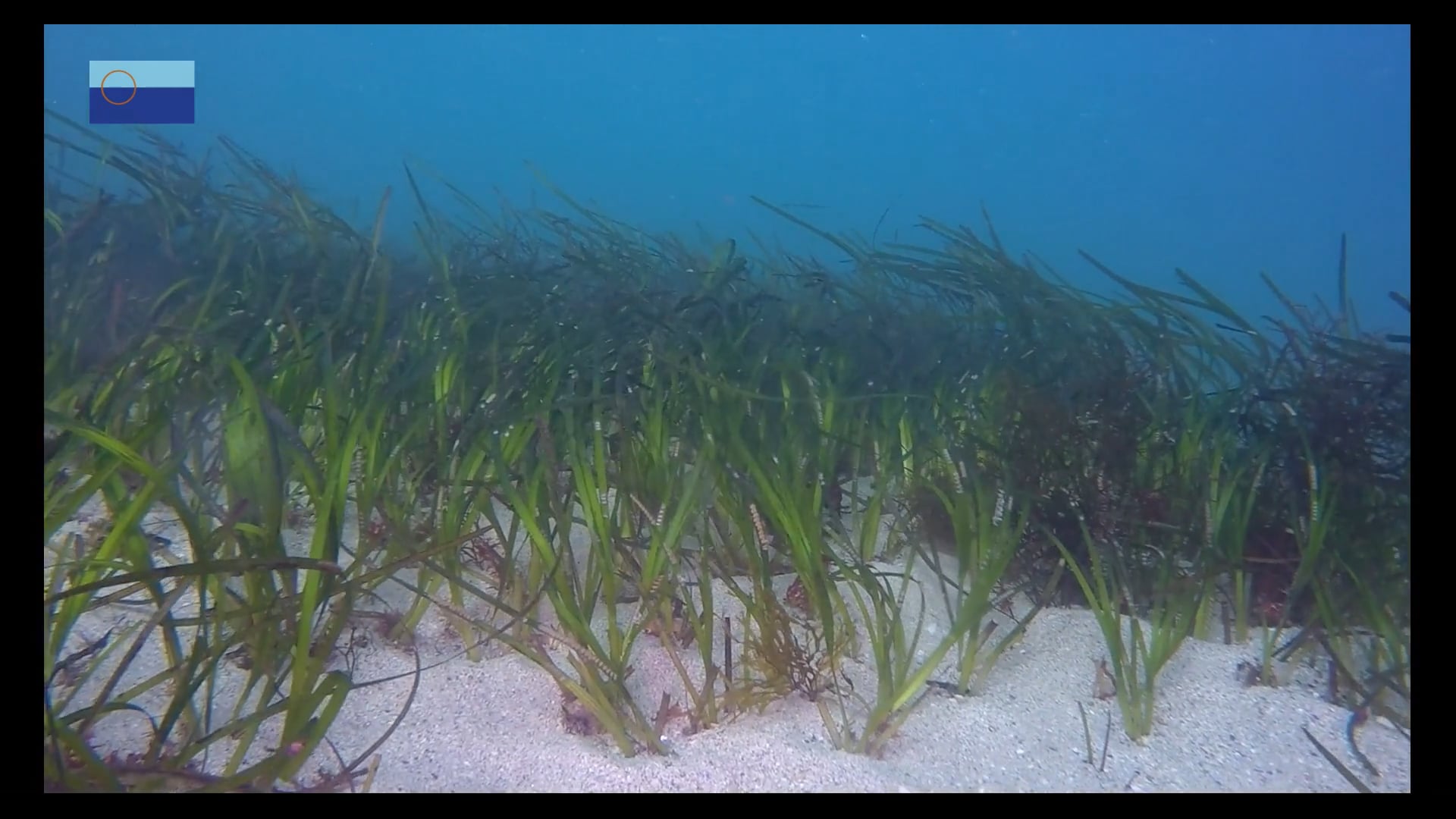 Zostera marina