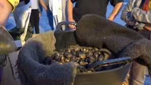 170 quilos de castanyes venudes el primer cap de setmana