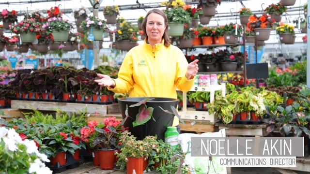 How to Make a Container Garden for the Shade