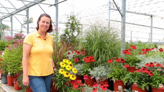 Sunny Perennial Companion Plants