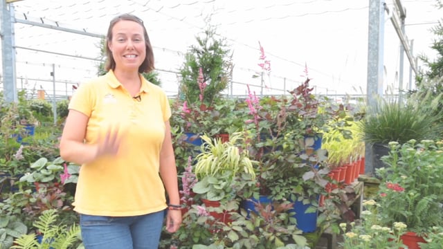 Shade Perennial Companion Plants