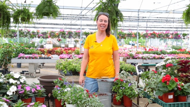 Patriotic Container Gardening